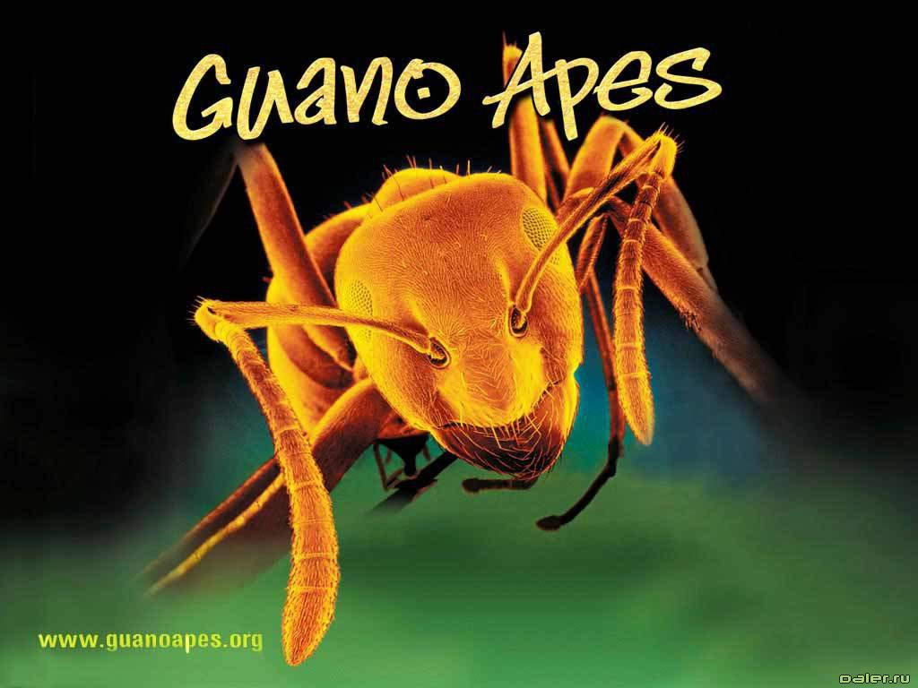  _Guano Apes___Foto-Wallpapers.Ru  -.__    c  _Guano Apes